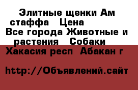 Элитные щенки Ам.стаффа › Цена ­ 25 000 - Все города Животные и растения » Собаки   . Хакасия респ.,Абакан г.